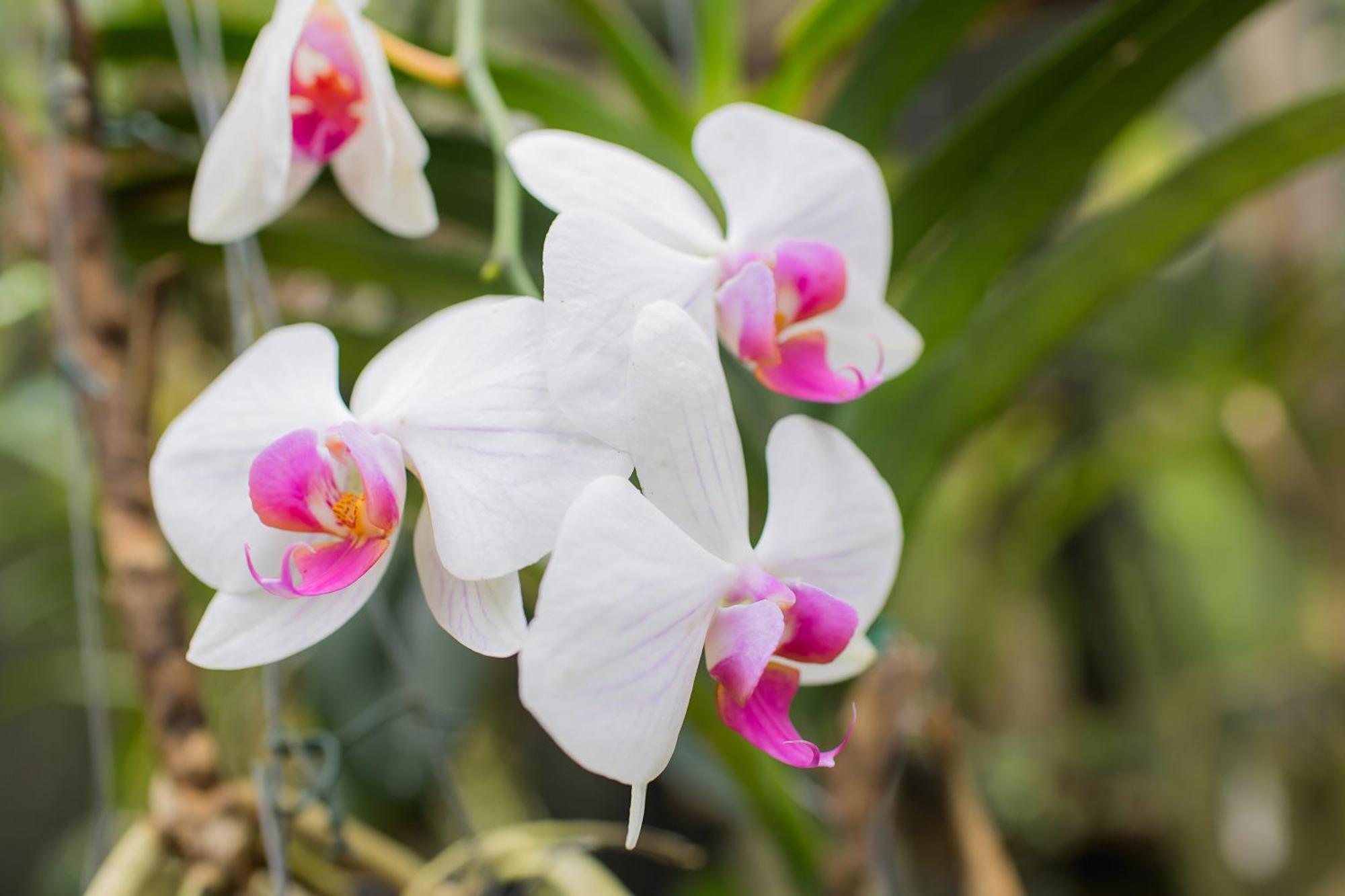 Orquidea Cafe Hotel Guarapari Eksteriør billede