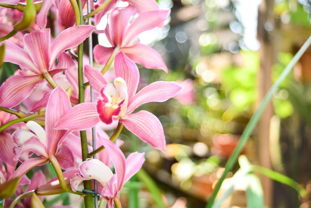 Orquidea Cafe Hotel Guarapari Eksteriør billede