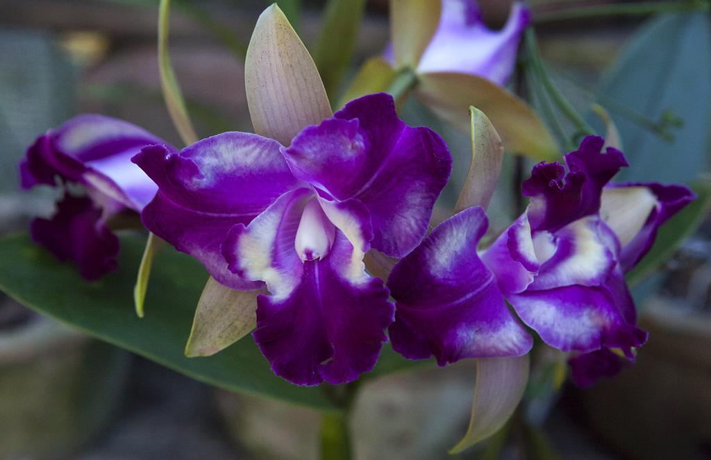 Orquidea Cafe Hotel Guarapari Eksteriør billede