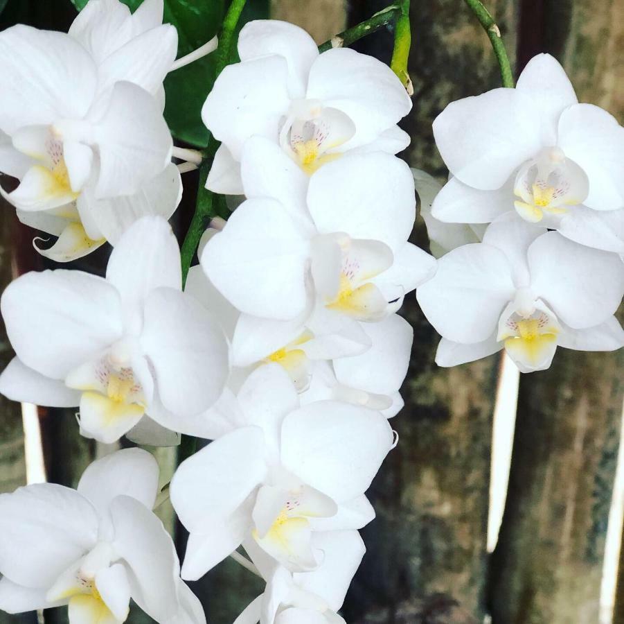 Orquidea Cafe Hotel Guarapari Eksteriør billede